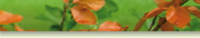 Image base