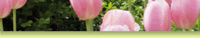 Image base